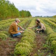 Grass fertilizer