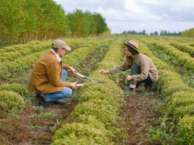 Grass fertilizer