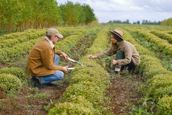 Grass fertilizer